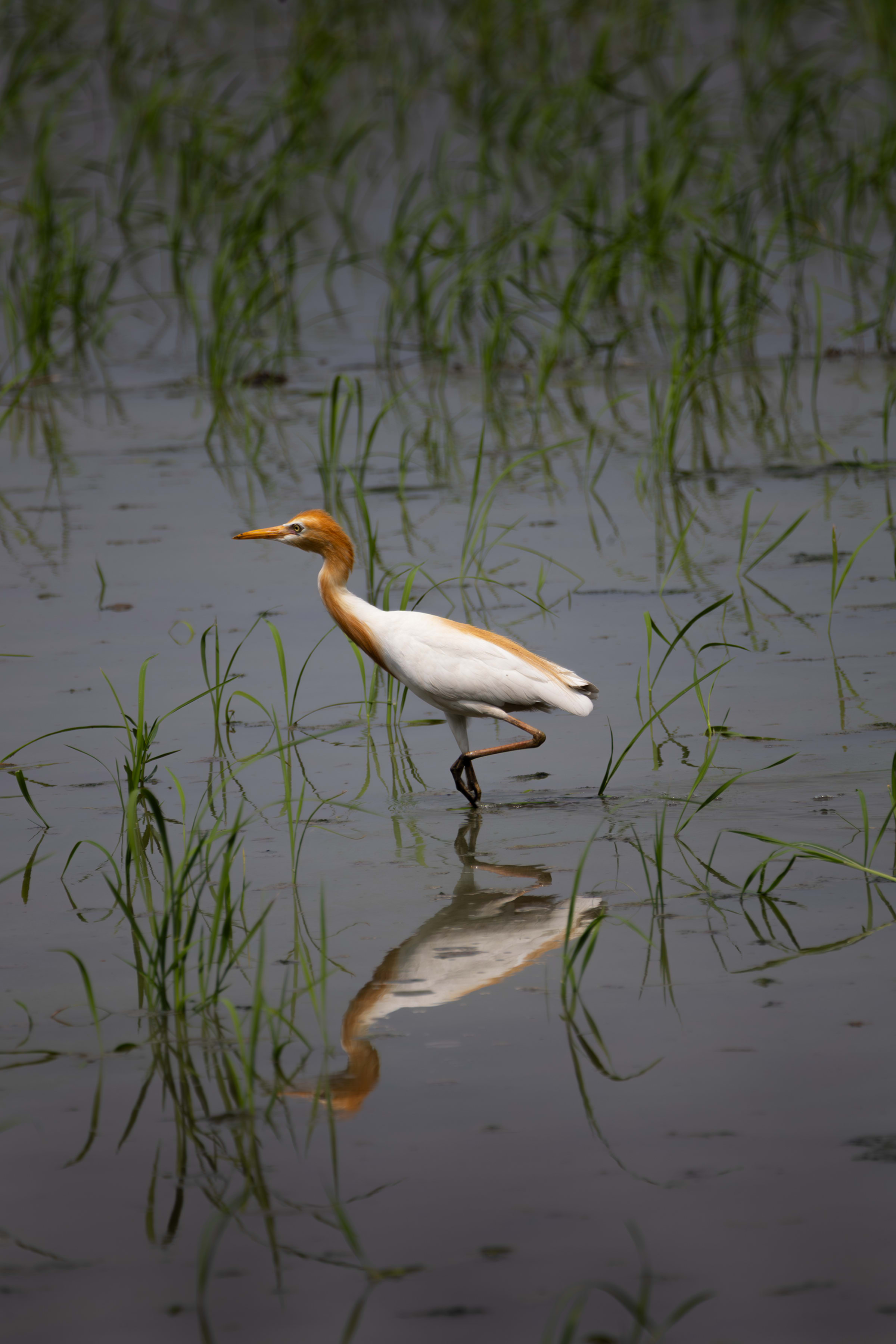 Egret in Time, an egret standing in water with its reflection
